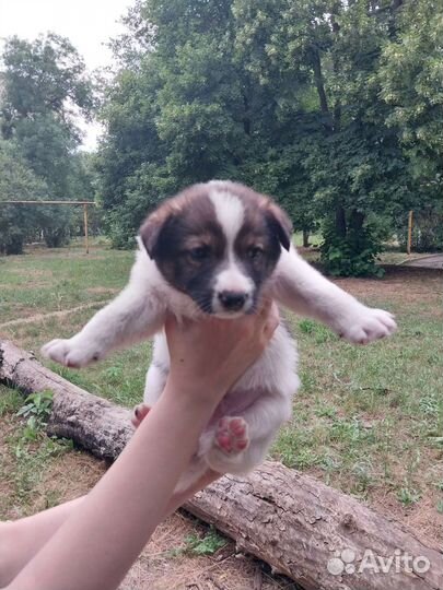 Собаки бесплатно в добрые руки щенки