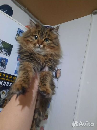 Стерилизованная кошечка