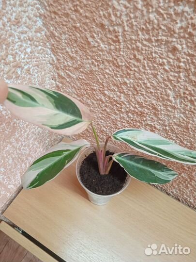 Строманта триколор