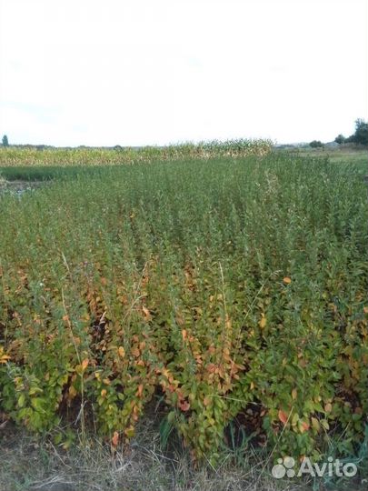 Кизильник блестящий