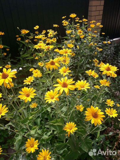 Колокольчик,гелиопсис.Продам деленки