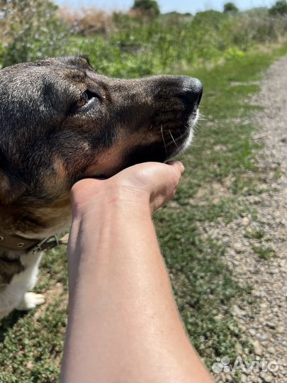 Собака ласковая 4 года в хорошие руки стерильна