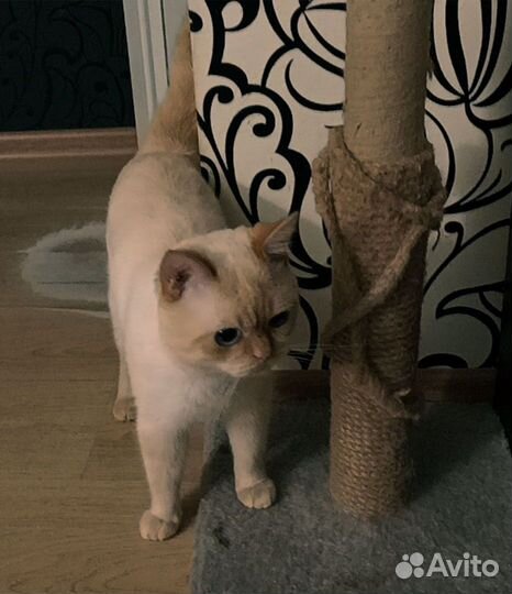 Кот вязка