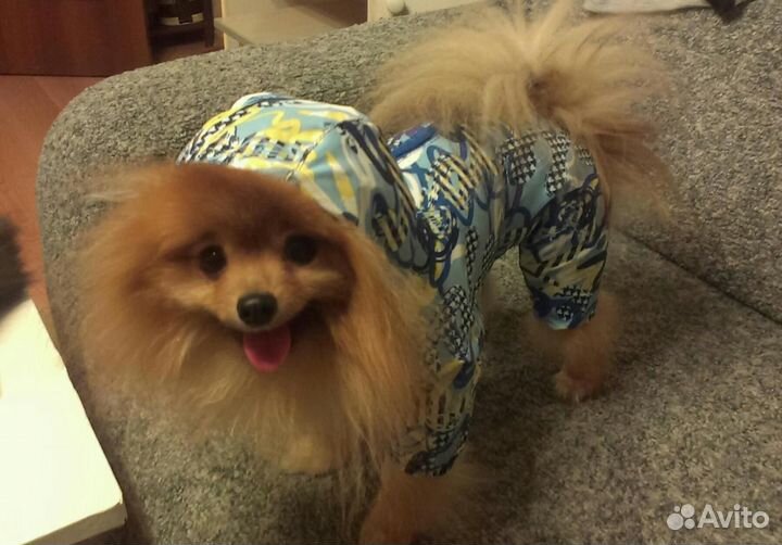 Комбинезон,жилет и майка для маленькой собачки