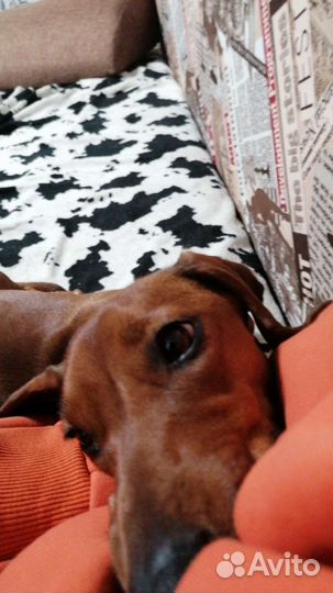 Такса вязка