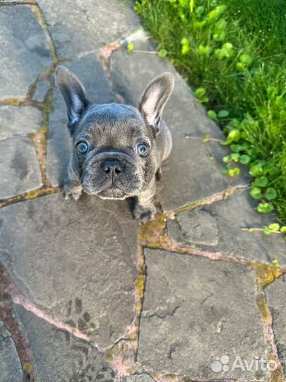 Французский бульдог