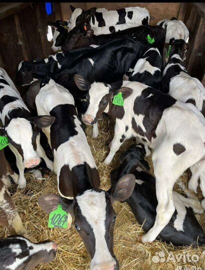 Бычки и тёлочки