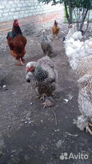 Куры петухи брама, Леггорн,Кохинхин