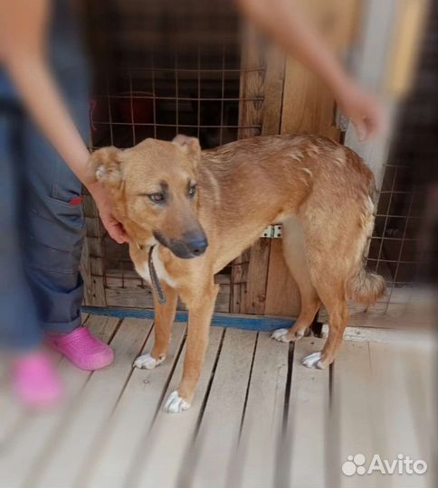 Собака в добрые руки