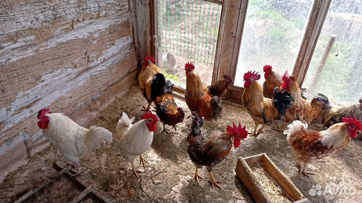 Петушки породистые