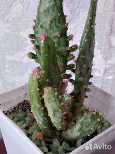 Кактус опунция с розовыми колючками