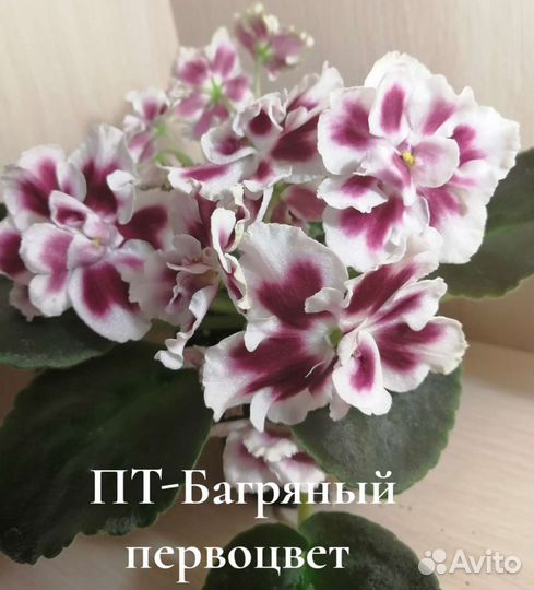 Лист на срез. Есть детки