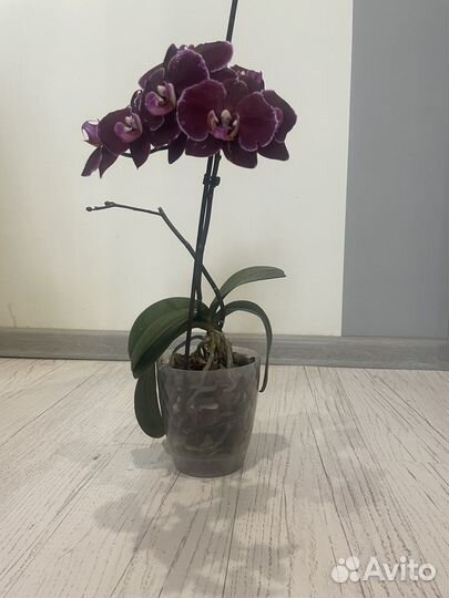 Орхидея дендробиум