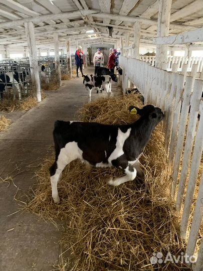 Бычки, телки 1-3 мес