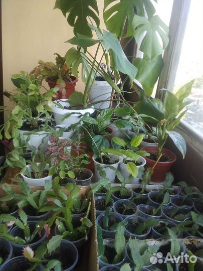 Комнатные растения