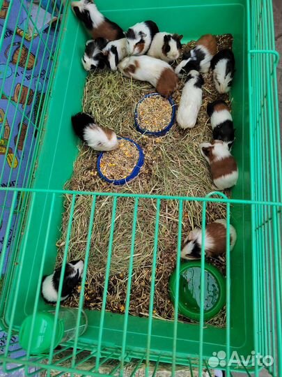 Морские свинки джунгарики сирийцы Дамбо и Дэгу