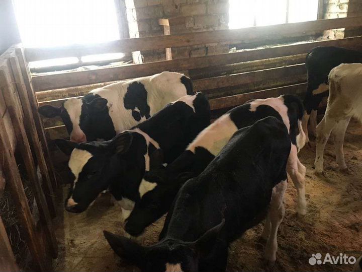 Бычки и телята