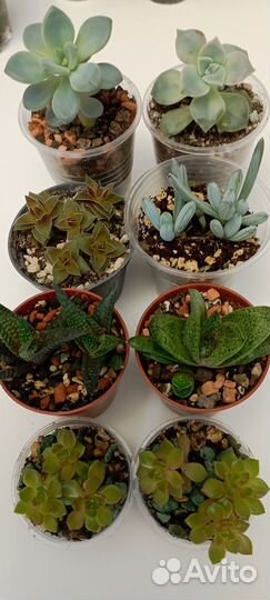 Суккуленты 2