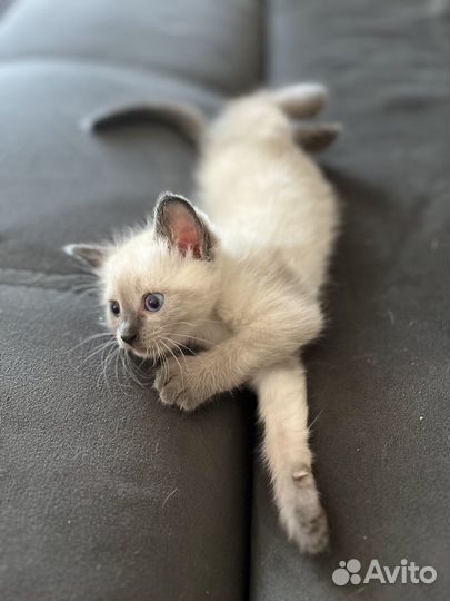 Тайская кошка в добрые руки