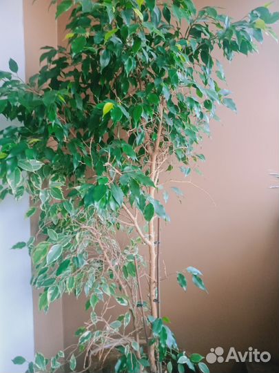 Фикус бенджамина большой 120см