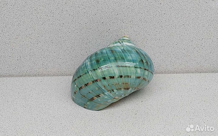 Турбо Бургис 9,4 морская ракушка раковина