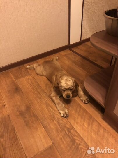 Продам кокер спаниель