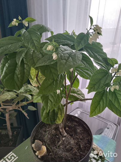 Клеродендрум томпсона вариегатный