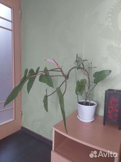 Филодендрон Red Emerald