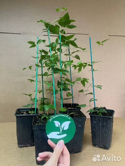 Клематис Etoile Violette Этуаль Виолетт