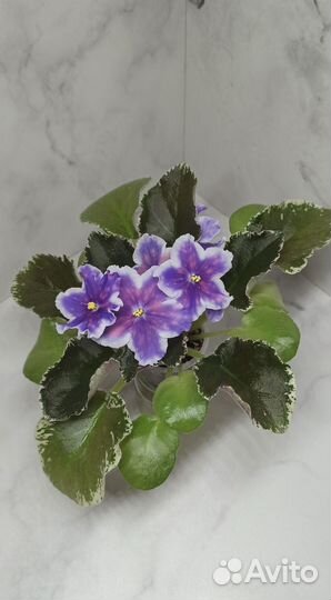 Фиалка сортовая