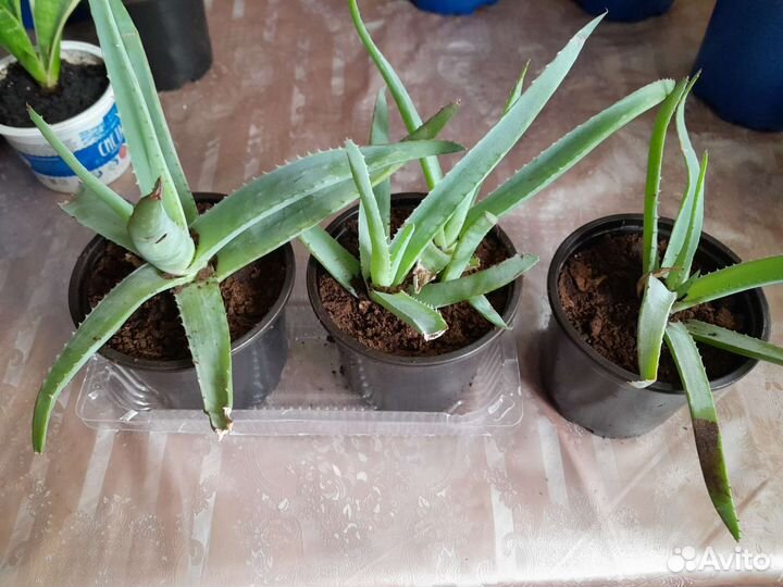 Сансевиерия