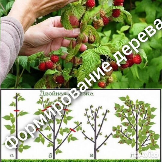 Малиновое дерево