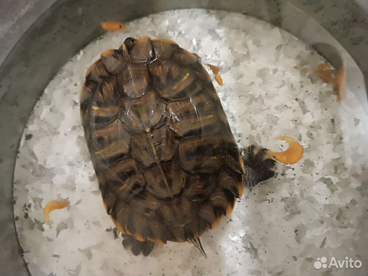 Черепахи рептилии