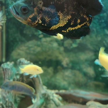 Астронотус