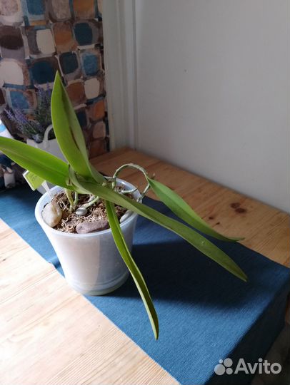 Орхидея каттлея