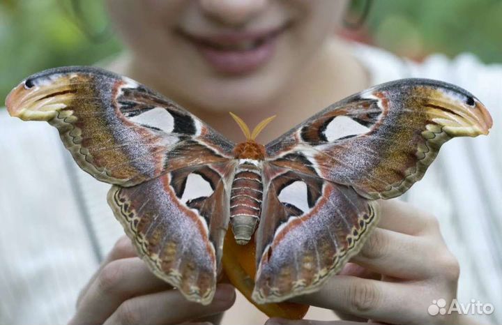 Детский бабочкариум, мини-ферма бабочек