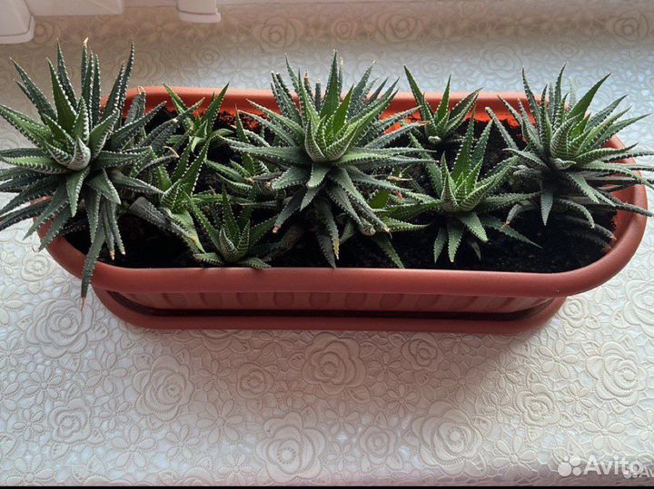 Хавортия полосатая