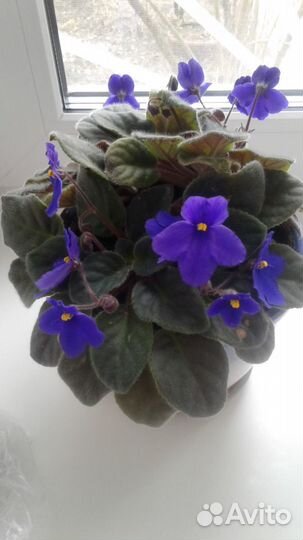 Фиалки,фикусы, мандарин,апельсин