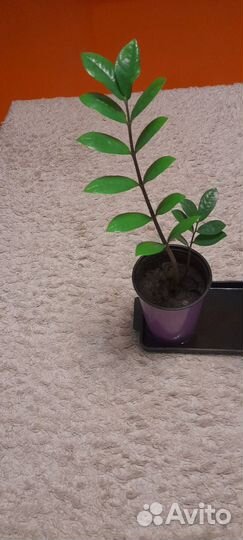 Замиокулькас