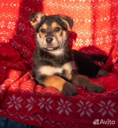 Щенок мальчик