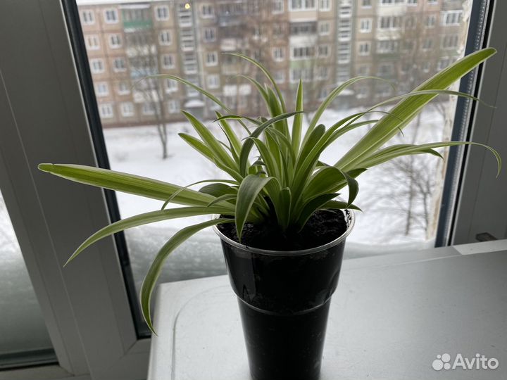 Хлорофитум бесплатно