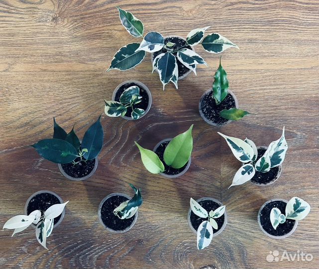 Набор фикусов - малышей из 10 сортов