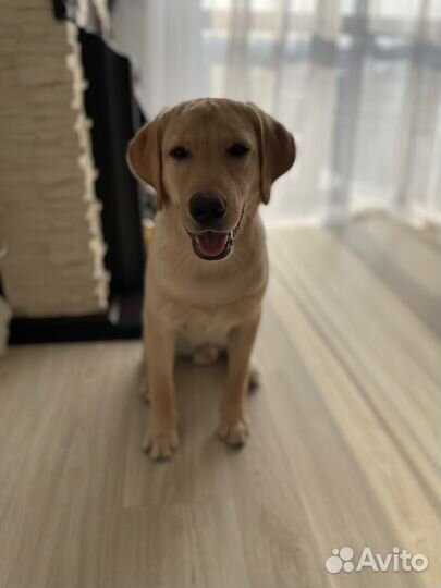 Услуги кинолога