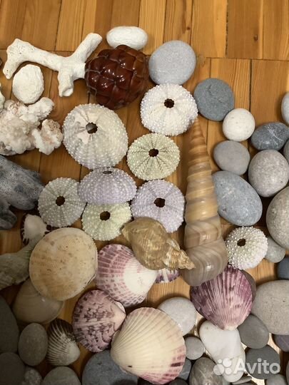 Кораллы, ракушки, камушки