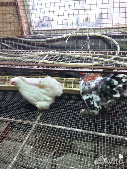 Куры бентамки