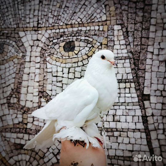 Домашние комнатные голуби на заказ