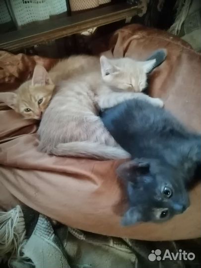 Кошки в добрые руки бесплатно