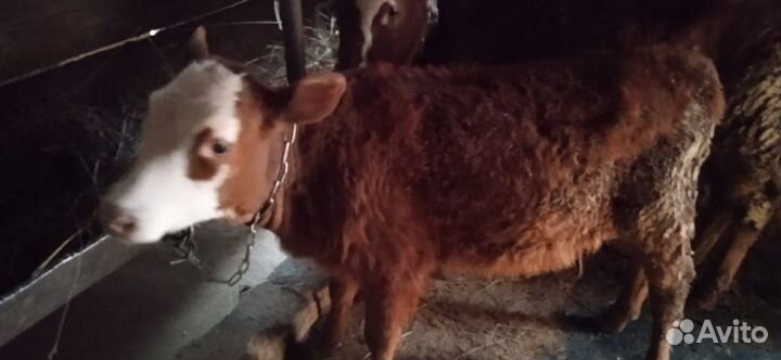 Корова стельная дойная