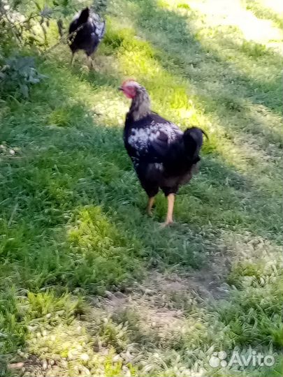 Продам молодых Петушков. Все цветные, разные