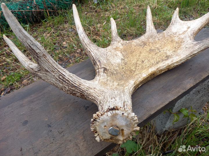 Лосиные рога